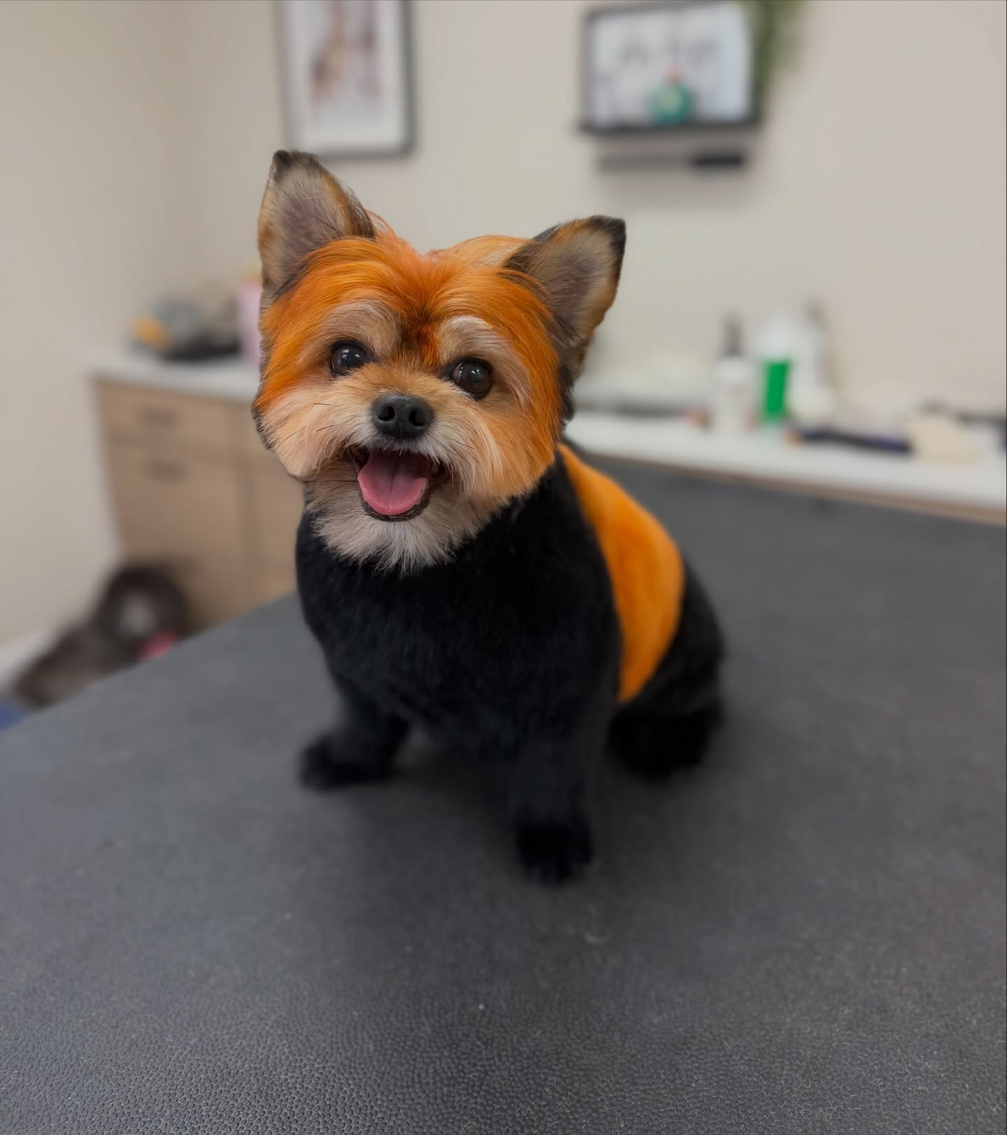 Ever seen a red panda in real life? 🐼✨
Meet Stewie— our handsome birthday boy today at Tailored Tails who left with the cutest little transformation 💫 it’s giving main character energy!
@opawz