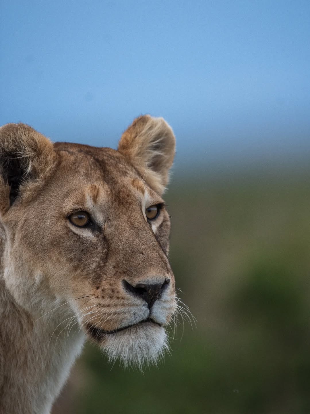 Silent. Focused. Powerful.
A moment with the queen of the wild in Serengeti National Park 🦁
Ready to experience this up close?
📩 info@gnadesafaris.com
📲 WhatsApp: +255793832959
#gnadesafaris #serengetisafari #tanzaniasafari #africanwildlife