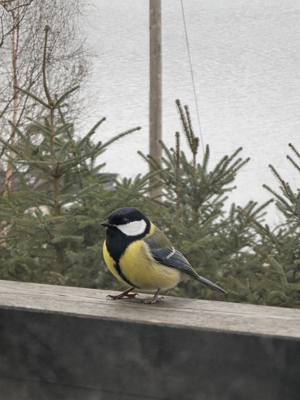 Feliz primavera 🌸🌷🌺🪽☀️