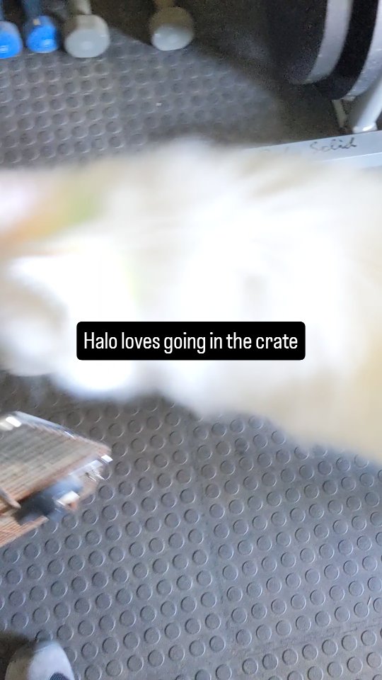 I remember Halo's first boarding stay over three years ago. At that time she was much more dog reactive and would bark at everything or bark just to get attention. She would pace around the room with ears twitching concerned that every noise was a threat. I would sit on the couch and she would just walk up and start barking at me for attention. She would start barking if she saw one of my dogs from the crate. She thought my surround sound in the basement was terrifying. I could go on but I think that illustrates my point. Now she is pretty much an angel 😇 of a guest...mostly. She will wait by the crate and usually needs a reminder that she has to have enough patience to let me open the crate door before she runs in. When I come back to let her out she is usually quietly laying down and in no hurry to get out. She really has become our favorite puff cloud. 😆
.
.
.
#dogwalker #samoyed #dog