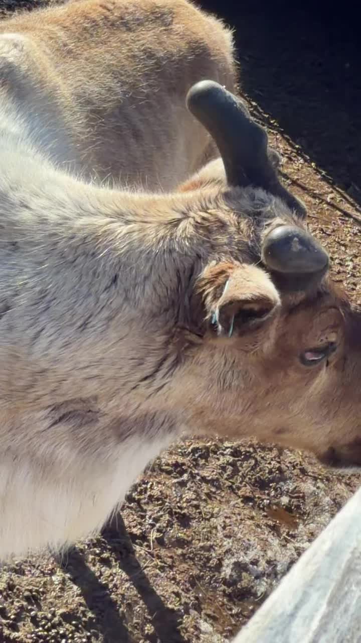 Antler update #Alaska #reindeer #antler #growth #Update