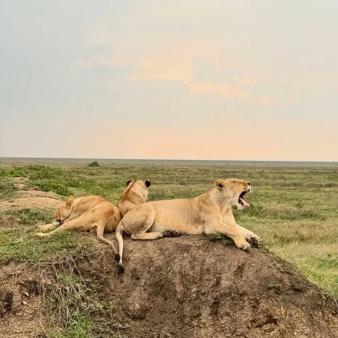Today's wildlife encounter with our clients in Serengeti National Park.
Dont miss your chance, let us plan your adventure
WhatsApp: +255769 992 291