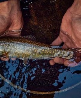 fly fishing season is here 🎣
come cast a line in our private pond, take a lesson (or two), or head out to the river for a little more adventure. mornings are slow, water is glassy, and the only plan is… one more cast.
#islandparkidaho #flyfishinglife #henrysfork #yellowstonepeaks #getoutside summervibes