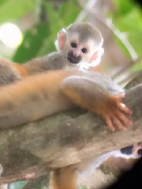 Manuel Antonio National Park!
Come with me!!
#squirrelmonkey #manuelantonio #welovefreddy