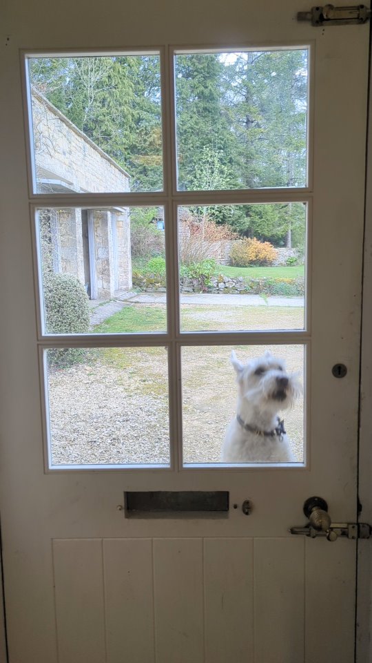 Good morning ☀️☀️🌞🌞
#dogsofinstagram #westonbirt #dogwalkers #malmesbury