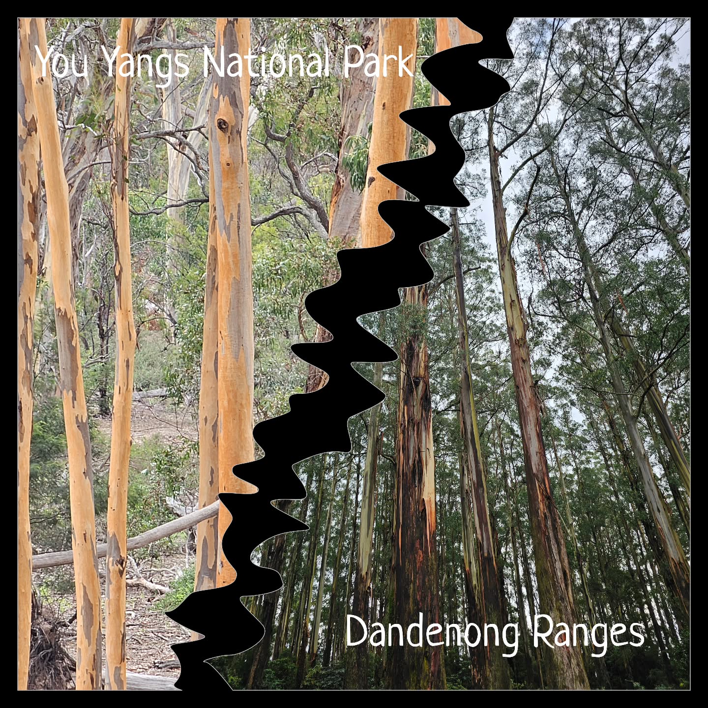 From the Dandenong Ranges to the You Yangs National Park - I've had my bucket filled. The variety of Eucalypt trees is amazing and I have walked and photographed, and walked and photographed....
#photosoftheday #eucalypt #nationalparks #inspiredbytrees #eucalyptus