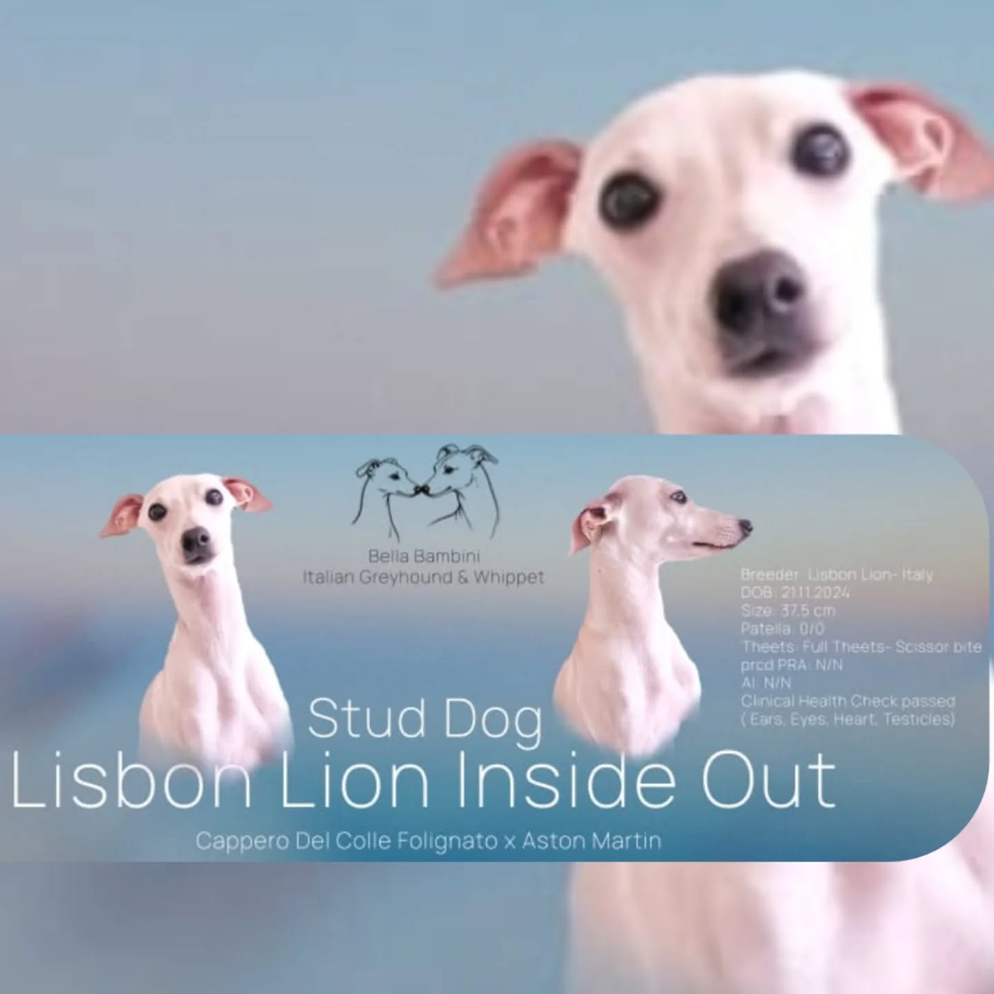 Unser Filou ist nun offiziell Deckrüde 🎉
Lisbon Lion Inside Out 💠
Cappero Del Colle Folignato x Aston Martin
Zwinger: @lisbon_lion_kennel - @massimo.perego.75 & Sara Abate - Italien
Geboren: 21.11.2024
Größe: 37,5 cm
Patella: 0/0
prcd-PRA: N/N
AI: N/N
Klinische Zuchttauglichkeitsuntersuchung: bestanden
https://italiangreyhound.breedarchive.com/animal/view/lisbon-lion-inside-out-ae5ee998-a471-48cf-9c83-62b4fbaee250