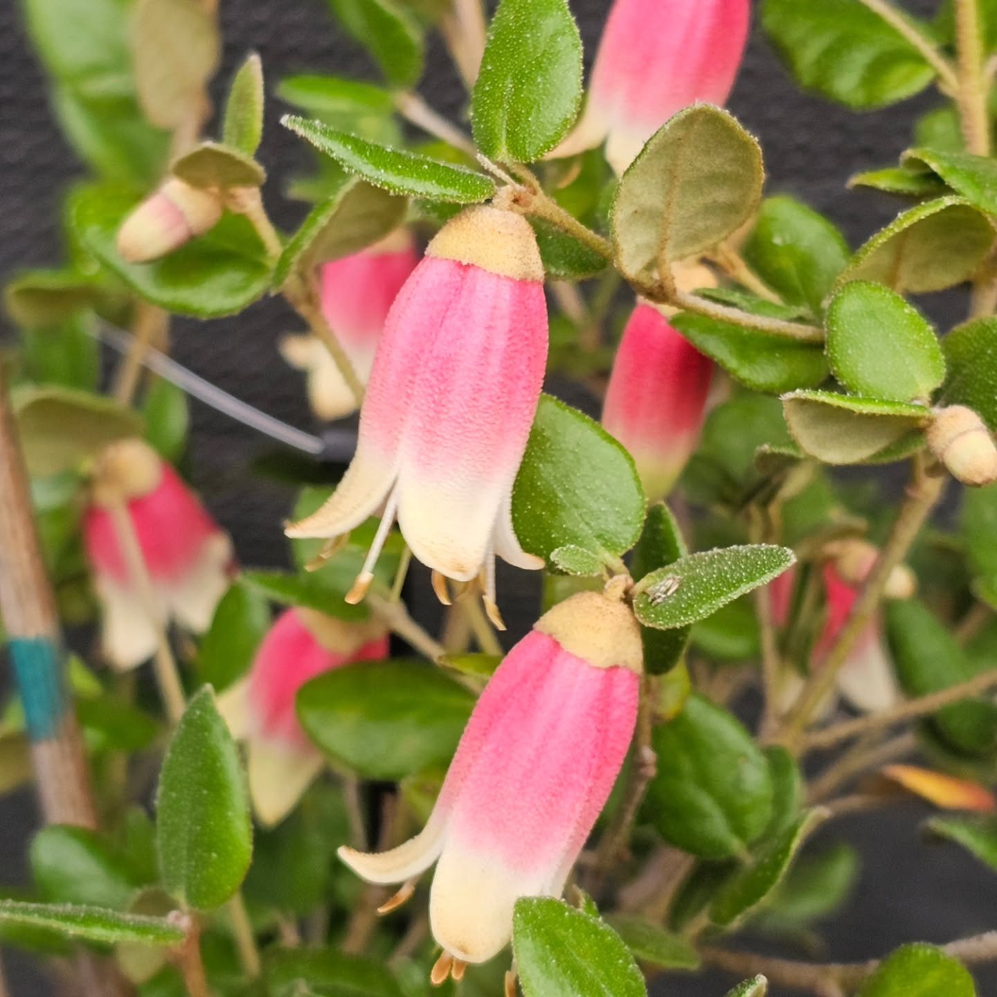 Correa Federation Belle, selected by Mole Station Native Nursery . Tough and hardy with large pink and cream bells. Nothing more to be said!
# correafederationbelle #correaseason #canberragardener #toughplants #lovethynative