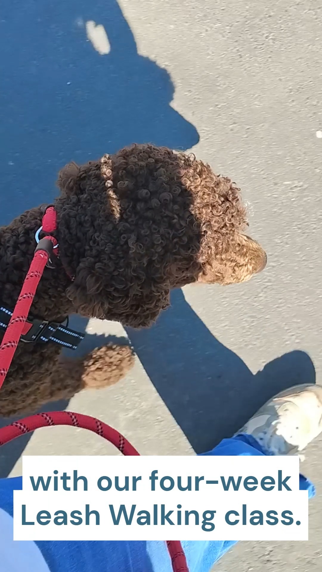Improve quality of life for you and your dog by learning as a team to have safe, calm, and stress-free walks. Join our four-week Leash Walking course that focuses on this important skill!
๐๐๐ฑ๐ญ ๐๐ญ๐๐ซ๐ญ ๐๐๐ญ๐: April 30th
๐๐๐ก๐๐๐ฎ๐ฅ๐: Thursdays from 6:15 PM to 7:15 PM
๐๐ฎ๐ซ๐๐ญ๐ข๐จ๐ง: Four weeks
๐๐จ๐ฌ๐ญ: $175 per dog
๐๐ค๐ข๐ฅ๐ฅ ๐๐๐ฏ๐๐ฅ: Beginner
Sign up on our online portal here by navigating to our LinkTree.
We look forward to welcoming you and your pup!
#DogsOfAsheville #DogTrainersOfInstagram #DogsOfInsta #AshevilleLife #DogsOfFacebook