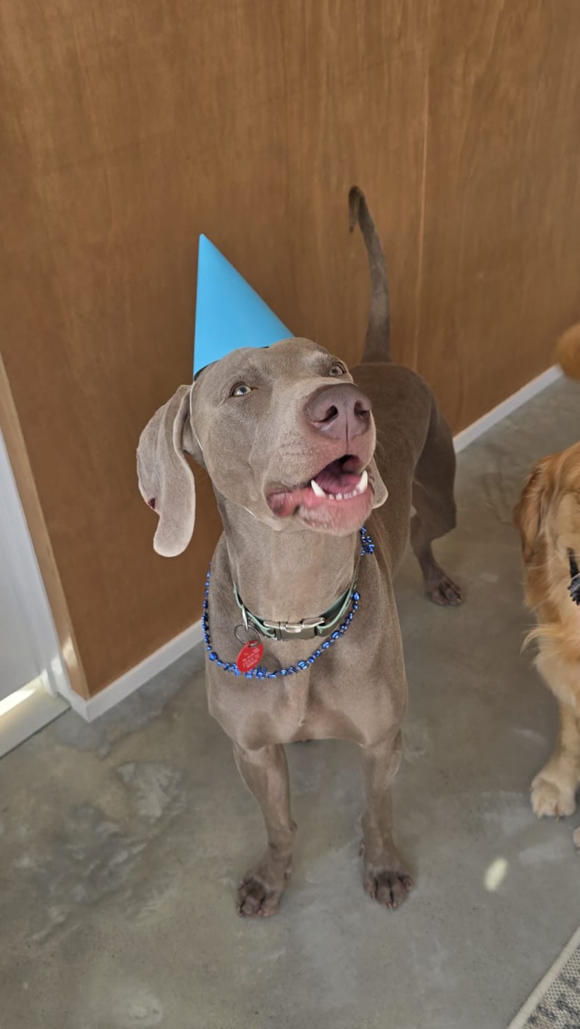 Happy first barkday Kobes! You’ve come a looong way and we’re so proud of you 🥳🐶🐾💛🥰😘
.
.
.
.
.
.
#dogdaycarefun #barkdaypawty #firstbirthday #wooflandnz #dogsofauckland