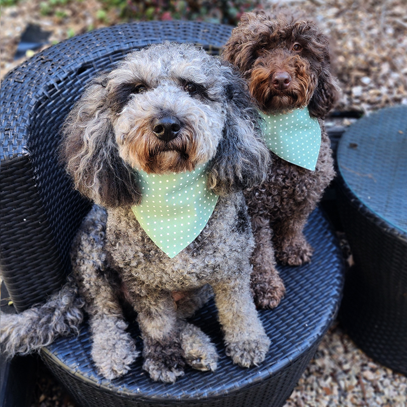 🌿 Sage. Dots. Two very good dogs.
Meet Hendricks and Olive in our Polka Dot Sage bandana — and honestly, we could not have picked a better pair to show it off.
This one is for the lovers of green. Soft sage cotton poplin front with crisp white dots — the kind of classic combination that works on absolutely any coat colour, as Hendricks and Olive are very kindly demonstrating here. Silver merle and rich chocolate, both looking equally at home in sage. 🌿
On the reverse, a plain cotton sage reverse in a slightly deeper tone that is just as beautiful worn that side out. Two greens, both gorgeous, both very wearable.
Simple. Fresh. Exactly right.
Cotton poplin front, plain sage cotton reverse. Reversible. Sizes XXS to L with double Kam Snaps. Add your dog's name to either side.
Shop now at hendricksandmaple.com
#DogBandana #DogsOfInstagram #HandmadeDogAccessories #Labradoodle #DogFashion