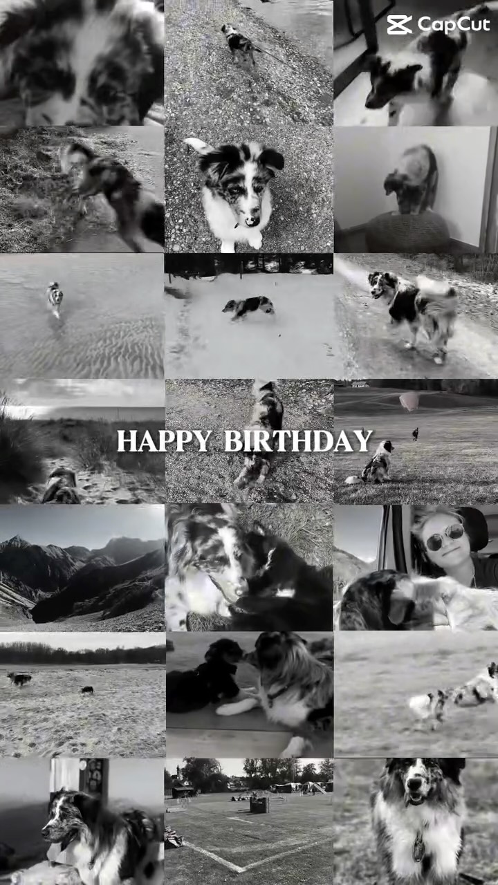 Happy Birthday Joni 🩵
5 Jahre ist der Bär nun schon alt 🥹 Kann ich gar nicht glauben!
Vom aufmüpfigen Rüden zum Verlassbär! 🥰
Ich hoffe wir werden noch ganz viele Abenteuer erleben, durch Seen schwimmen, Berge erklimmen, durch Matsch laufen, über Wiesen Fetzen und eine geile Zeit haben!
#birthdayboy
#birthdaydog