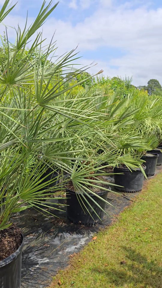 Smooth moves, strong crew 🌴💪
Our guys make unloading these palm trees look easy!
Come find your dream Paradise at 23920 FM2978 Tomball, Tx 7737
#beyondparadisenursery #gardencenter #tomballtx #plants #gardening