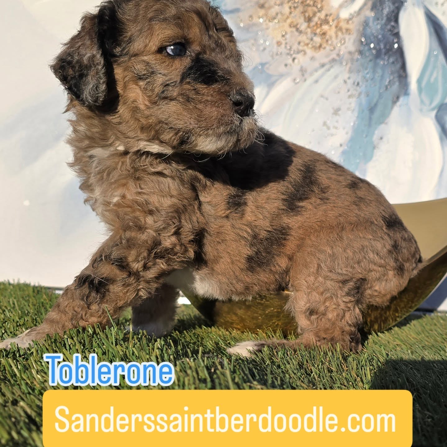 4 weeks old male, available he will be 80 to 100 lbs
4 lb 8 oz
Sanders Saint Berdoodle puppies