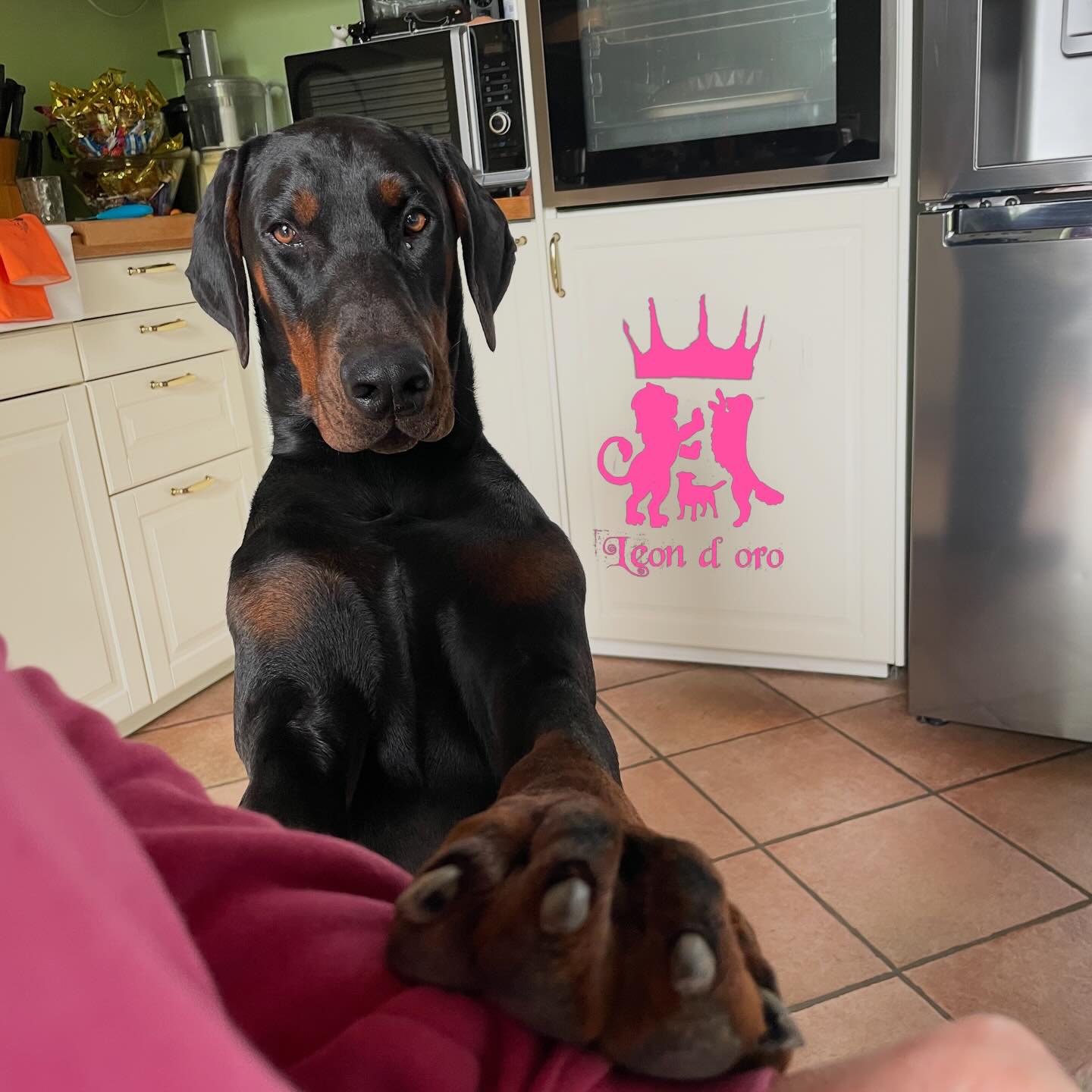 Non solo golden retriever e non solo jack russell…dobermann che passione per sempre ♾️❤️😍 Ps. No non li allevo e non faccio cucciolate, stimo chi lo fa ma io non riuscirei per la paura, responsabilità di darli in mani sbagliate 😭😅 #dobermann #leondorofamily #cani #responsabilita’