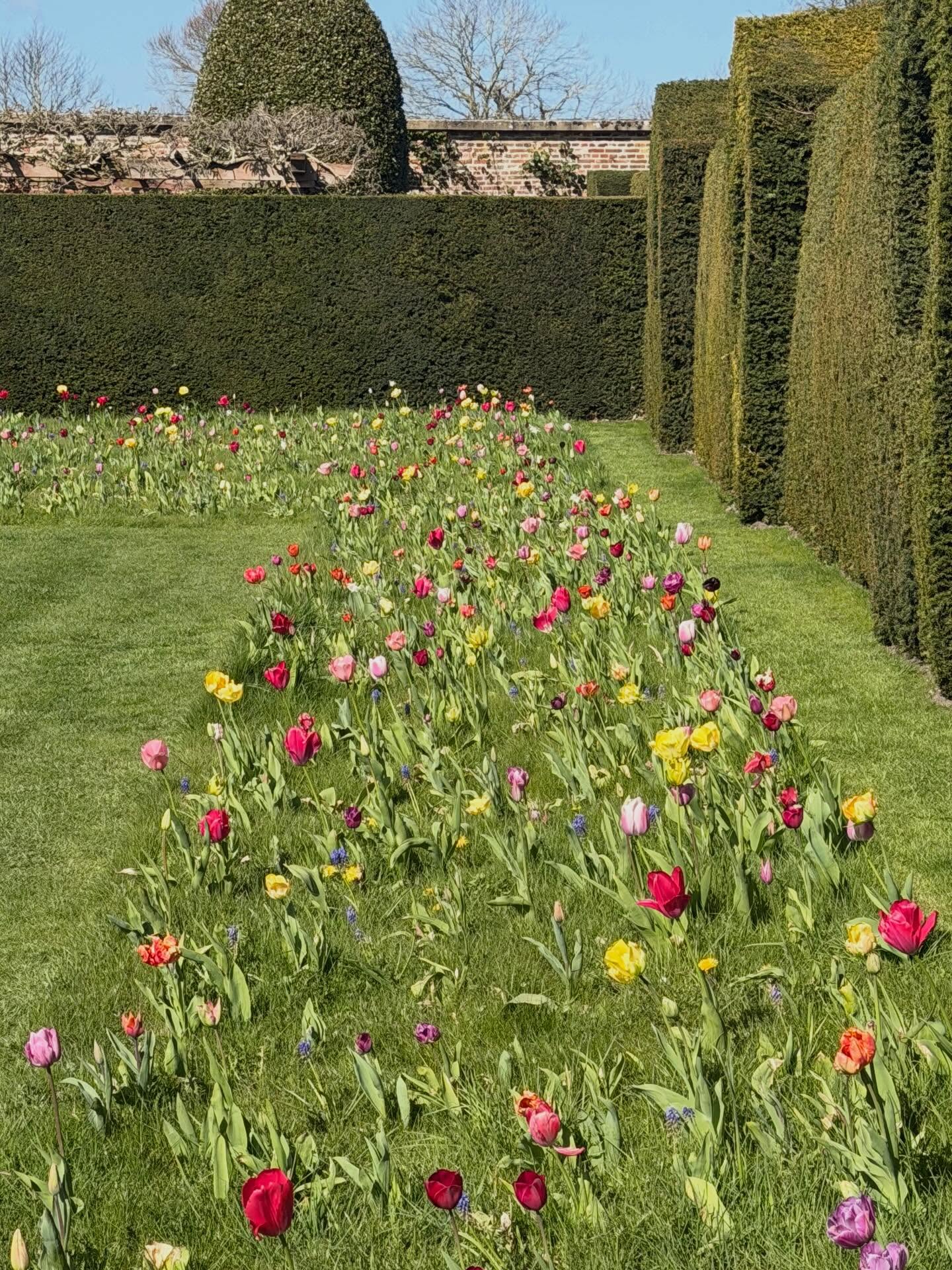 The Houghton gardens are now open on Wednesday, Thursday , Saturdays and Sundays. Come visit before the tulips are all over! @peter_nyssen