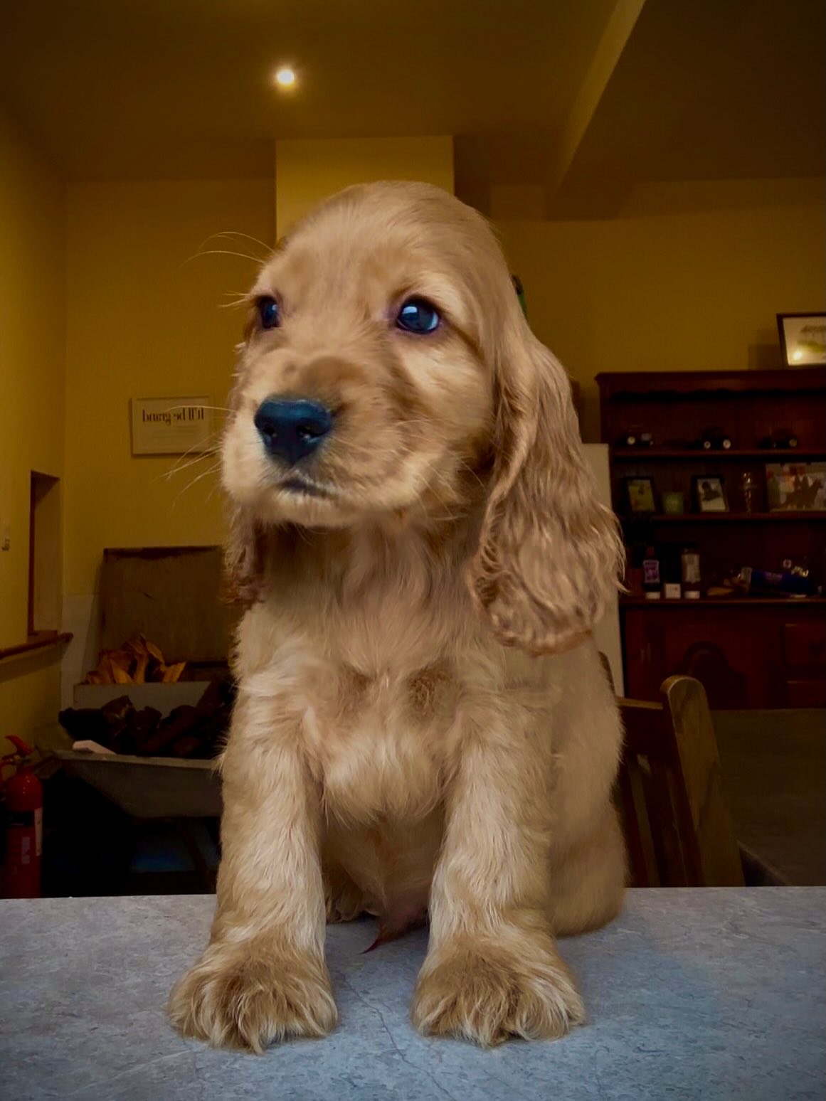 ✨ Capalique Torque Lamar ✨ is an 8 week old boy (not available)