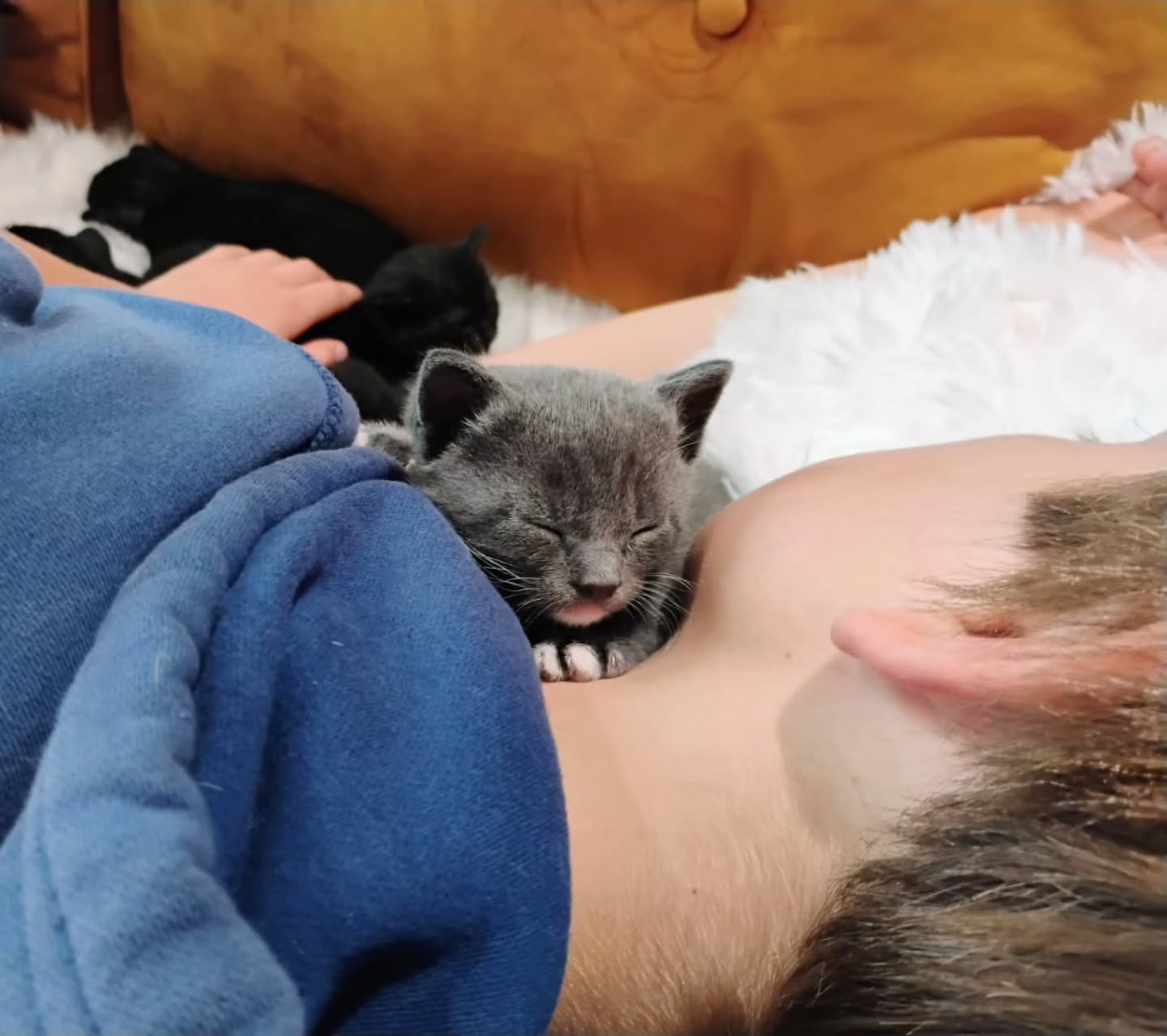 Three week old baby Gary. Learning what human love is. His momma, Samantha is the best. He's available for pre-adoption and will be ready to go home the first week of June! (Along with one of his siblings) ❤️