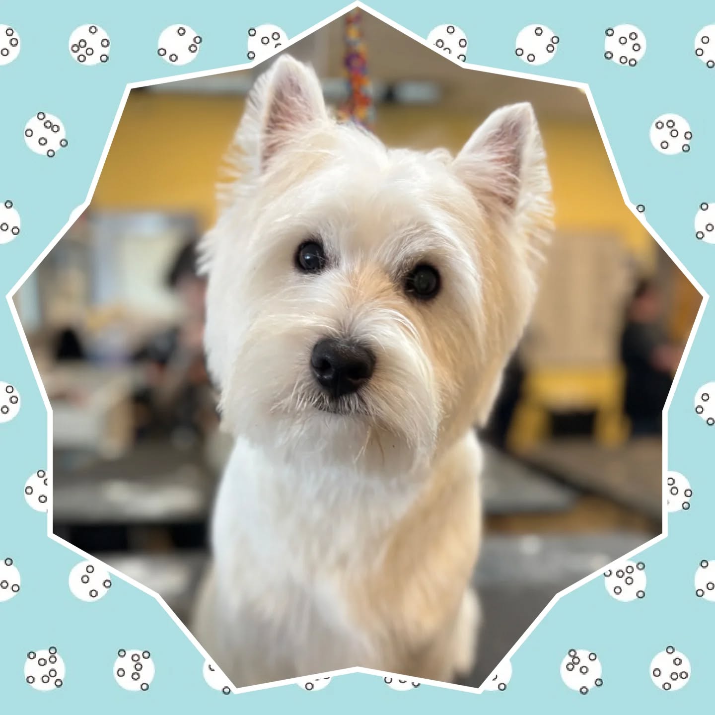 Welcome to @yellowdogancaster Fergus