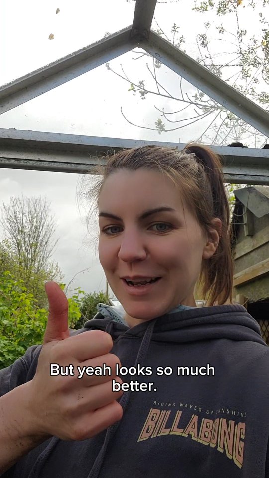 Getting the greenhouse sorted as the tomatoes and chillies are almost ready to go in 🥳 #allotmentuk #allotmentlove #growyourown
