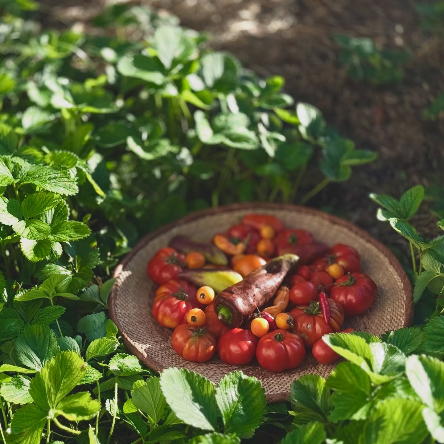 The tomatoes are still giving 🍅❤️ The Costalatu Fiorentino’s are resilient - as long as you keep feeding them - they give back. A kelp feed is my go to for everything and of course topping up with compost and mulching. Lots of chillies, winter seedlings, lemongrass, flowering lemon verbena and kale popping up all over.
Knocked down my old greenhouse and building a new one!! Super excited 🤩 it’s a timeous affair. Given these beautiful old Cape Dutch windows and painting them funky colours. July is D-month. With a birthday stash - bought the roofing, now got to get my hubby to build the basic structure.
Yes, I do absolutely love sowing and planting by the moon in an open pollinated garden, but it would be glorious to get my summer seed sown early in winter so I get a longer harvest.
Lets see 🥰💚
#grownyourown #organic #vegetables #lunarcalendar #permaculturesouthafrica