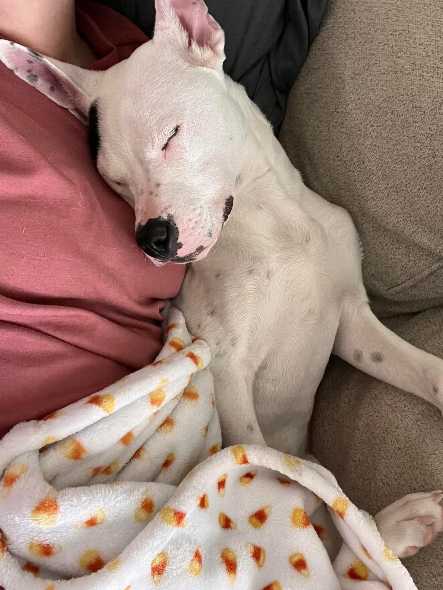 Gus is learning the good life and the importance of beauty sleep in his foster home. While he is happy and cared for, we know he is dreaming of his forever home and family. Maybe that could be you!
For more info or to apply for Gus go to:
Https://www.madeapromiserescue.org/dogs/gus
