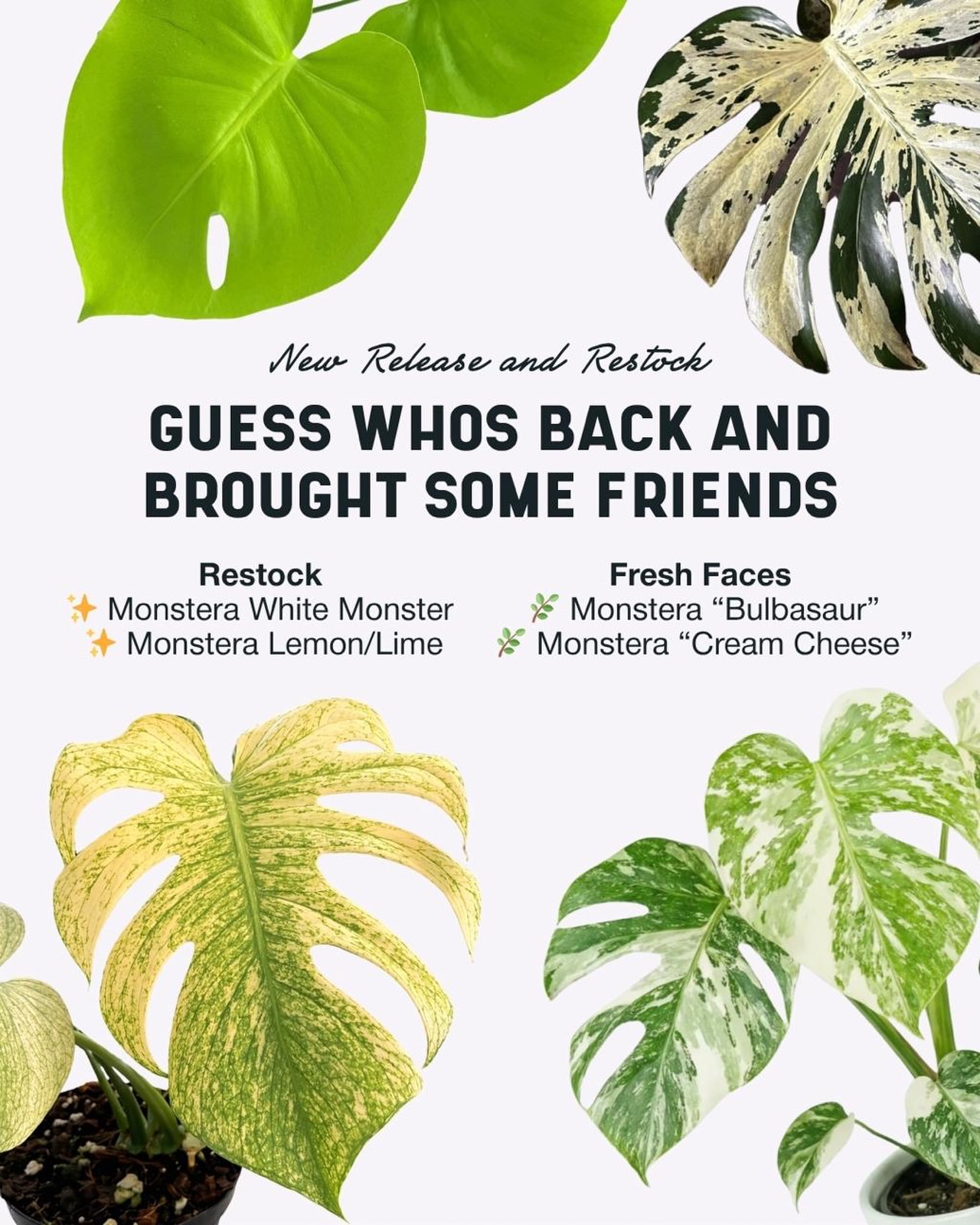 Monstera are back at Urban Botanist! New releases : Bulbasaur & Cream Cheese. Restocked - Lemon Lime & White Monster.