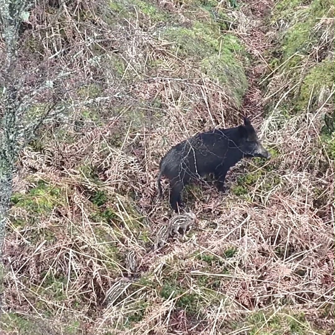 During one of our regular surveys in areas where boar are present, we captured this rare footage of a sow with her newborn piglets in a remote part of Scotland.
The sow can be seen carefully guiding her four piglets across challenging, hilly terrain showing attentive maternal behaviour in the wild.
From our data this year, sows we have recorded are giving birth between January and April although in the past we have picked up litters at other times of the year. The piglets in this clip, based on their size and markings, are likely only a few days old.
We’re also continuing to see the boar population expand its range, with new locations being recorded more frequently during our surveys.
#wildboar #thermalsurvey #dronesurvey #bhwildlifeconsultancy