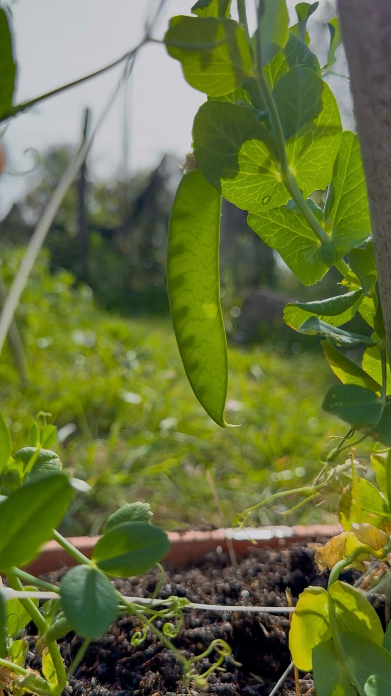 Quest’anno ho deciso di creare una piccola magia in giardino 🌱✨
Una tenda “indiana” fatta di piante di piselli: cresceranno verso l’alto intrecciandosi e formando una fresca coltre d’ombra 🌿
Lì sotto i miei nipoti potranno giocare, magari su un tappeto, tra risate e natura… e nel frattempo sgranocchiare qualche pisellino appena colto 🫛💚
Un rifugio semplice, vivo e pieno di meraviglia.
Perché a volte basta davvero poco per creare ricordi bellissimi.