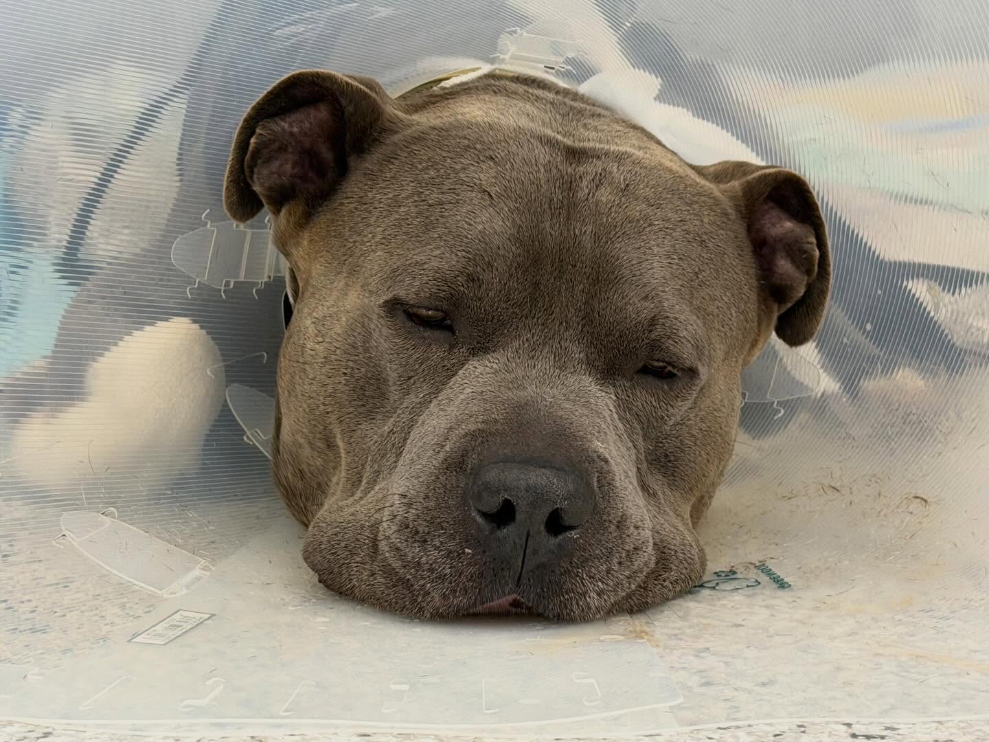 Castration significantly reduces urinary cystine excretion within 30–90 days in dogs with suspected androgen-dependent cystinuria. Larsen et al, JVIM 2025 showed ~84% reduction by 30 days and ~87.6% by 90 days. Diet was not changed unless recurrence (>2 mm uroliths on ultrasound at 30 days) was detected.