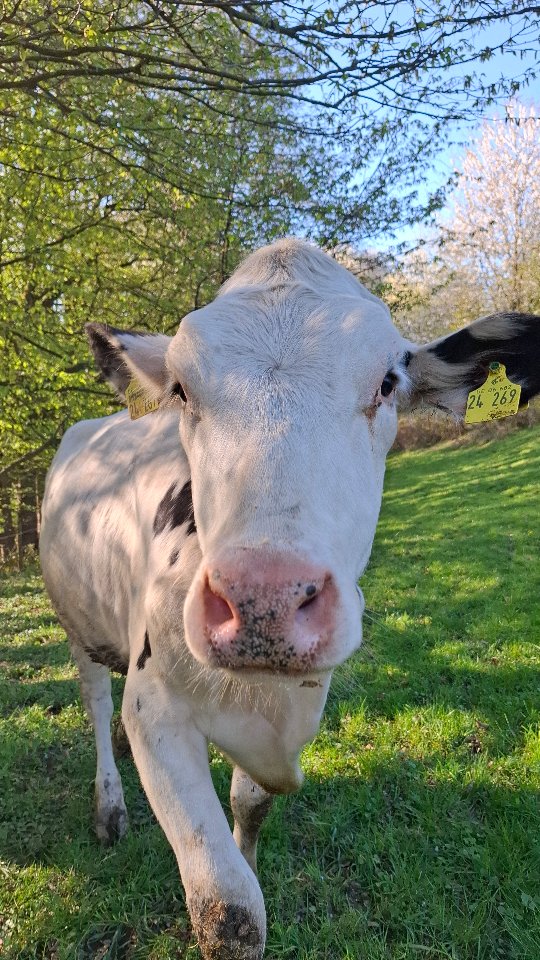 🌻
#rinder #tierliebe
#hofmomente #frühling #landwirtschaft