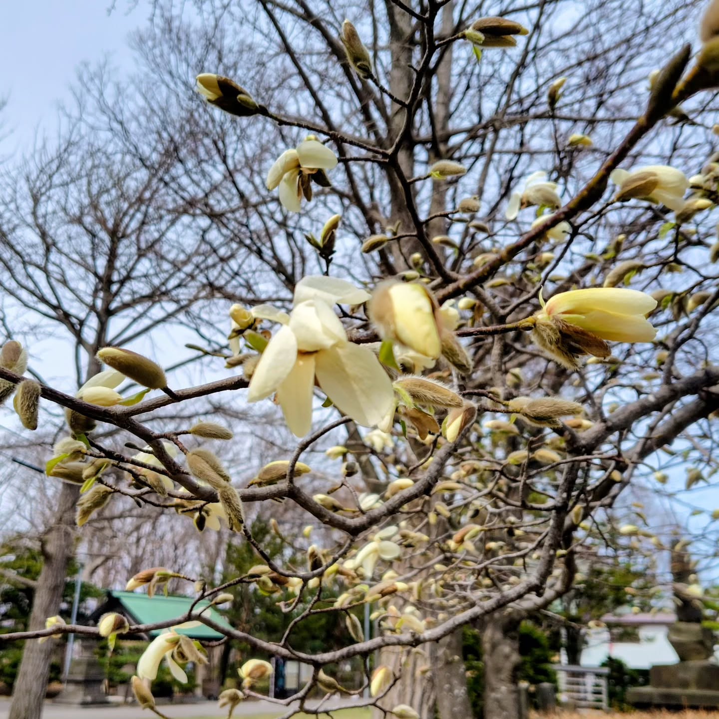 境内のコブシの花が開き始めました。
#厚別神社 #神社めぐり #厚別神社と書いてアシリベツ神社 #神社好きな人と繋がりたい #清田区 #札幌の神社 #御朱印巡り #御朱印好きな人と繋がりたい #札幌観光 #コブシ #コブシの花