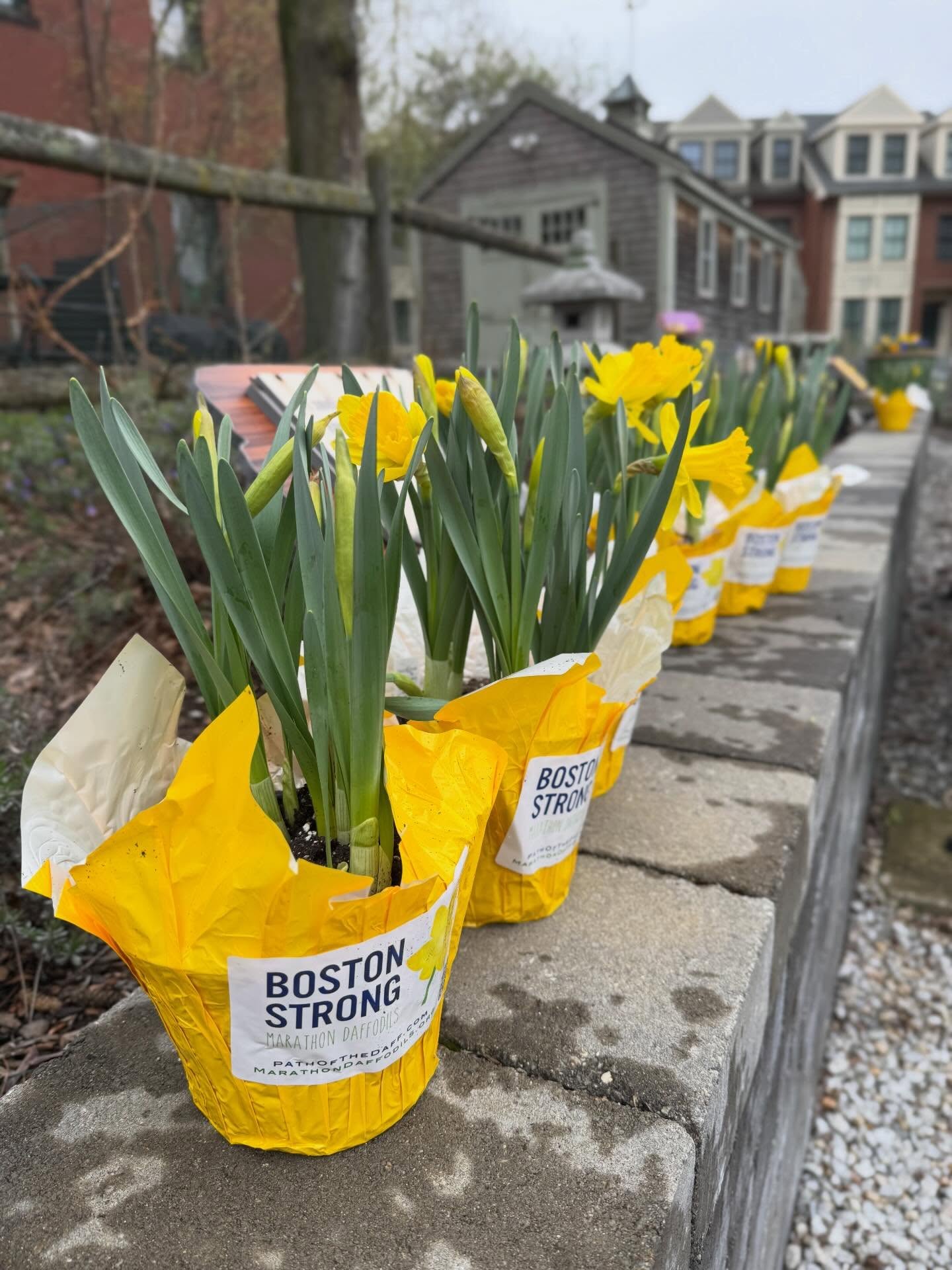 Gardens for Charelstown is proud to support @bostonmarathondaffodils! #bostonstrong #patriotsdayweekend #250celebration