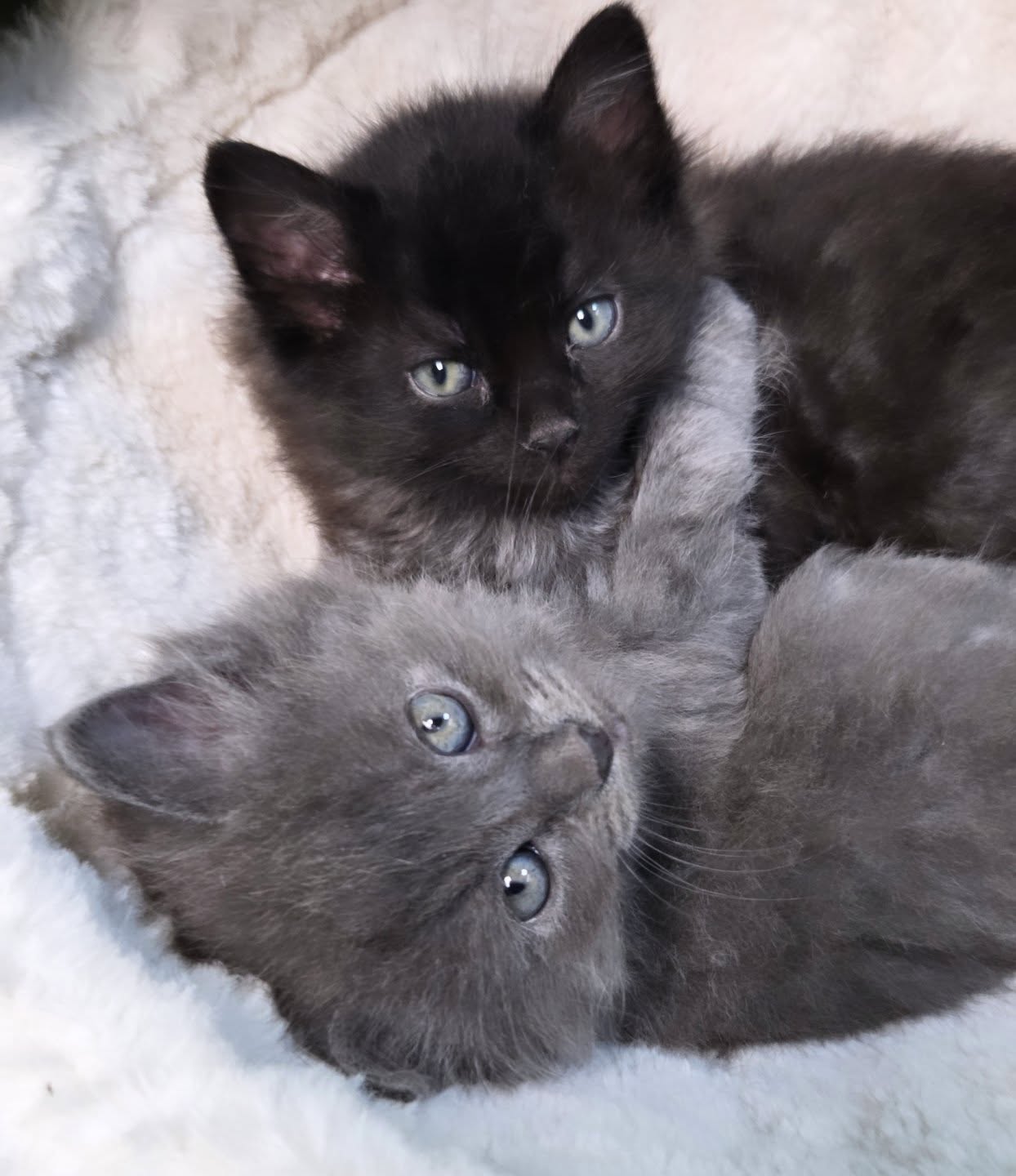 Pre-adoptions are open on this litter of four ridiculously cute...ridiculously fluffy kittens! They are 5 weeks old, sweet, social! Come meet them. They can go home to you Mother's Day weekend!