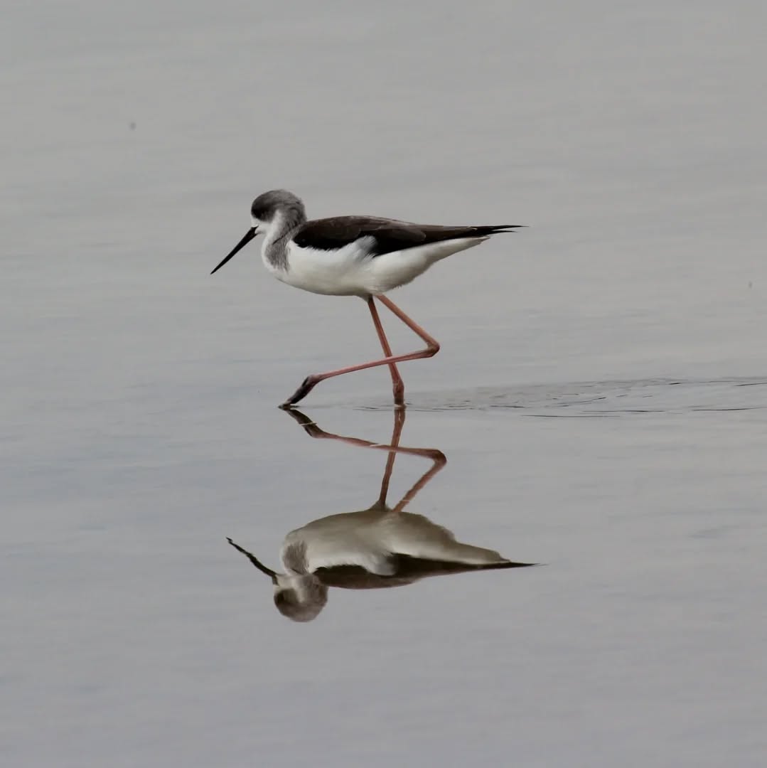 A black winged stilt.
#islandwildlife #kefaloniawildlife #greekwildlife #guidedwildlifewalks #birdlovers