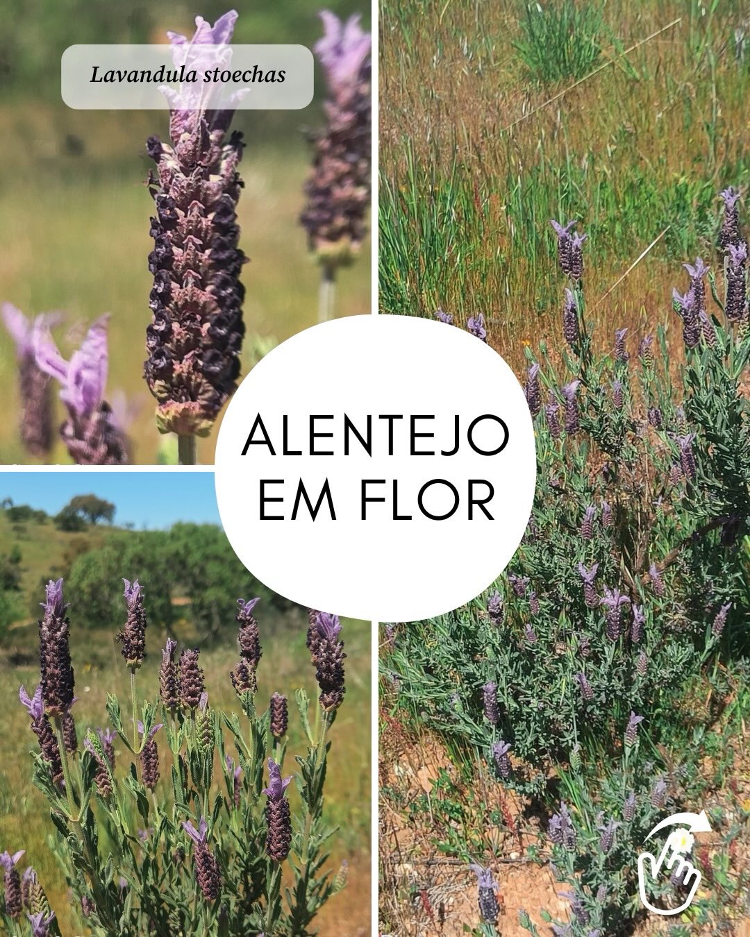 Algumas destas plantas produzem aromas característicos e inconfundíveis, tornando a primavera um período em que o campo se revela também pelos cheiros. Estes aromas são parte importante dos processos ecológicos que ocorrem nesta altura do ano, atraindo polinizadores e ajudando na identificação das plantas no terreno.
#ameg #associaçãomargemesquerdadoguadiana #primaveraalentejana #floraportugal #baixoalentejo