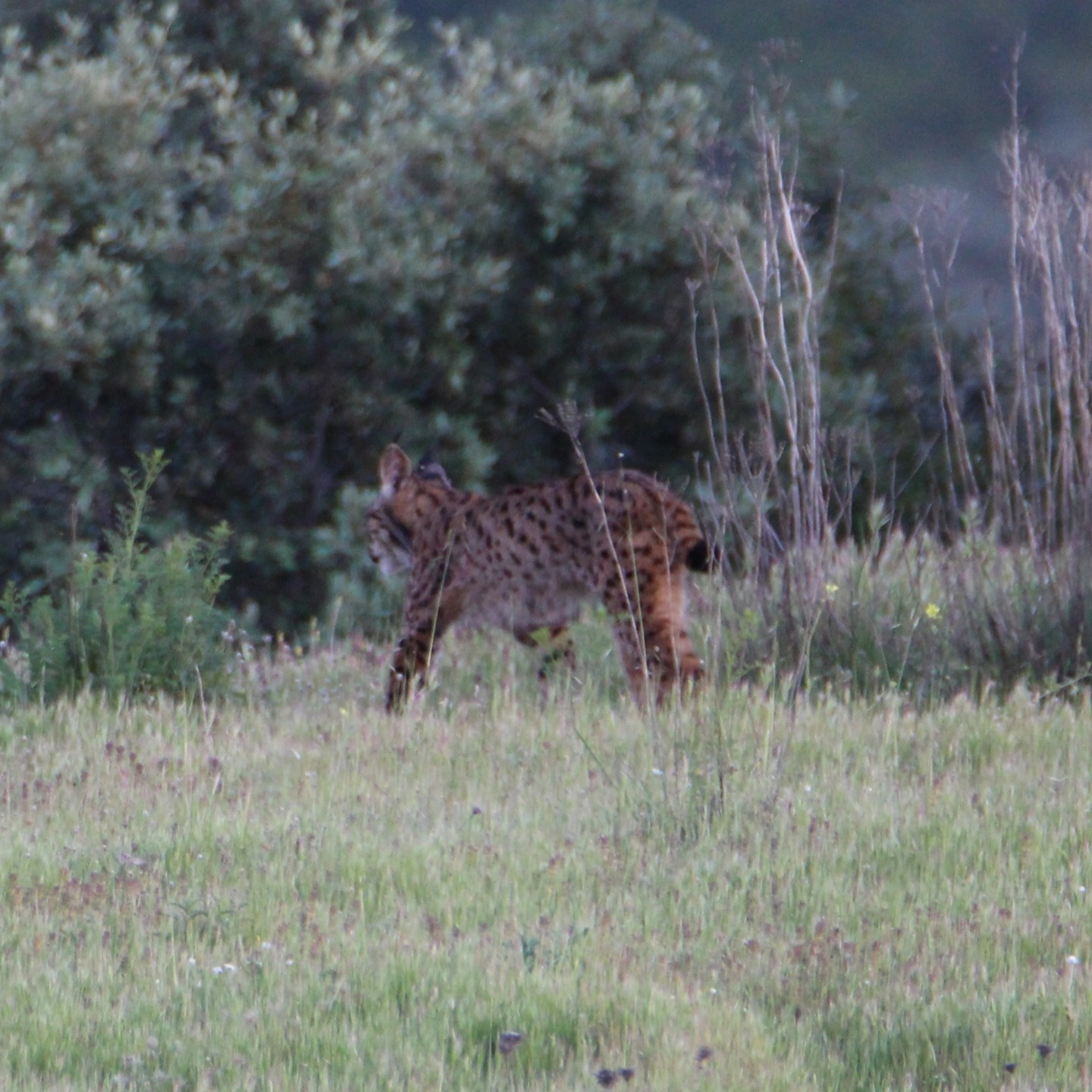 🇪🇸 El Valle del Río Guarrizas es un extenso territorio que se extiende por las provincias de Jaén y Ciudad Real, y que ha sido clave para salvar al lince ibérico de la extinción.
Ellos nos visitan de nuevo desde Bélgica 🇧🇪 para realizar un tour de dos jornadas, y les mostramos con orgullo el trabajo realizado por todos los sectores implicados en la conservación del lince, gracias al cual hemos podido observar hoy hasta 3 ejemplares distintos en libertad, además de muchas otras especies que lo acompañan en este rincón de Sierra Morena.
De broche final, un picnic de comida típica española al atardecer mientras charlamos, reímos, y admiramos desde lo más alto el Valle que salvó al lince ibérico de la extinción.
¡Mil gracias por vuestra visita!
www.lyncisecoturismo.com
lyncisecoturismo@gmail.com
(+34) 603 90 74 35
🇬🇧 The Guarrizas River Valley is a vast area that stretches across the provinces of Jaén and Ciudad Real, and it has been key to saving the Iberian lynx from extinction.
Our guests are visiting us again from Belgium 🇧🇪 for a two-day tour, and we proudly show them the work carried out by all the sectors involved in lynx conservation, thanks to which we were able to observe up to three different individuals in the wild today, as well as many other species that share this corner of Sierra Morena.
As a perfect closing, a picnic of traditional Spanish food at sunset, while we chat, laugh, and admire from above the valley that saved the Iberian lynx from extinction.
Thank you so much for your visit!