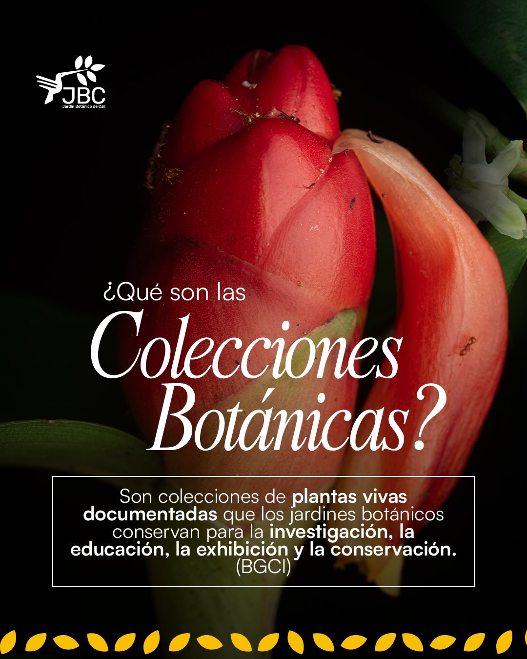 Las colecciones botánicas son mucho más que plantas: son espacios vivos donde la ciencia, la educación y la conservación se encuentran. 🌿
Descubre cómo cada especie cuenta una historia y contribuye a proteger nuestra biodiversidad.
¡Ven al Jardín Botánico de Cali y conéctate con la naturaleza! 💚