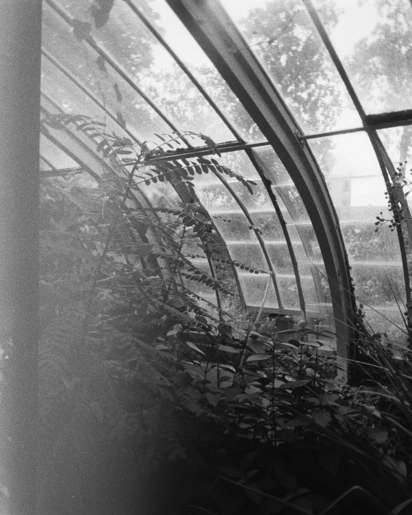 ~ A R C H I V E S . A R G E N T I Q U E 📷
passion 35 mm ilford demi format. exploration personnelle.
capture de l'esprit du jardin botanique de Nantes - je crois -, around 2022 - je crois. il n'y a pas de certitudes en dehors de l'ambiance qui se dégage de ce cliché que j'aime d'amour.