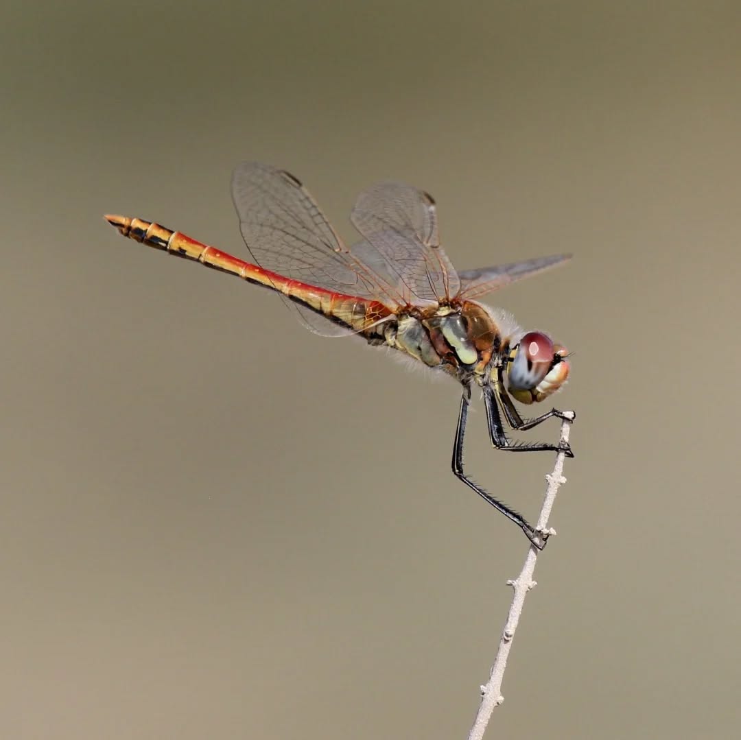 A male Red-veined darter.
#islandwildlife #kefaloniawildlife #greekwildlife #guidedwildlifewalks #dragonfly