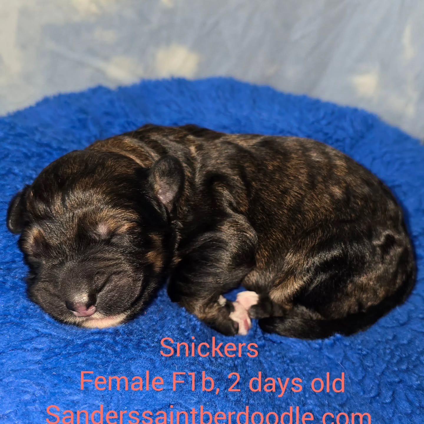 Available Snickers
Female F1b, 2 days old
BW 1.3
#sanders_saint_berdoodle #saintbernard #stberdoodle #puppy #dogsofinstagram