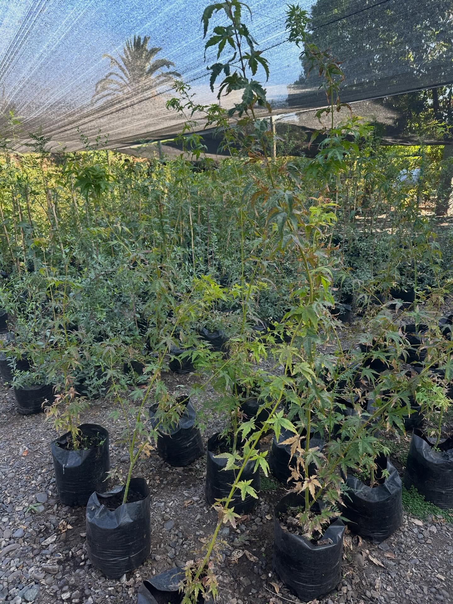 Acer japonico disponible, un espectáculo en pleno otoño 🍁
🌤️ exposición semisombra o sol protegido, no poner a pleno sol ya que sufre quemaduras
💧💧 dos veces x semana manteniendo húmeda la tierra sin encharcamiento