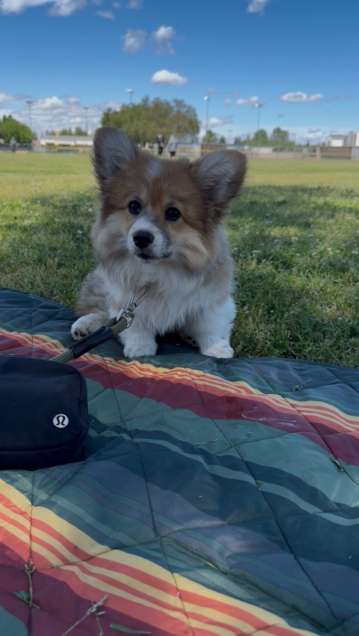 I could watch Penny chase lady bugs all day š¤
ā¢
ā¢
#corgi #cuteanimals #puppy #corgipuppy #dog