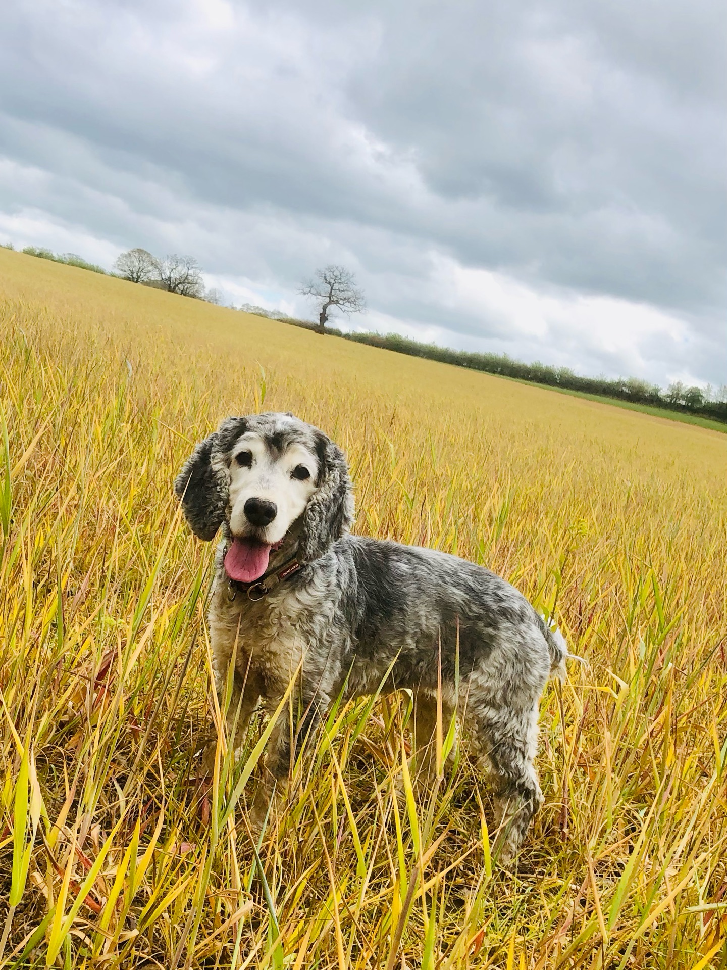 ❤️🐾
If your dog would like to have a walk with us then contact us at www.ardendogwalking.co.uk and check out our half-day experience.
#ullenhall #tanworthinarden #hockleyheath #henleyinarden #dog