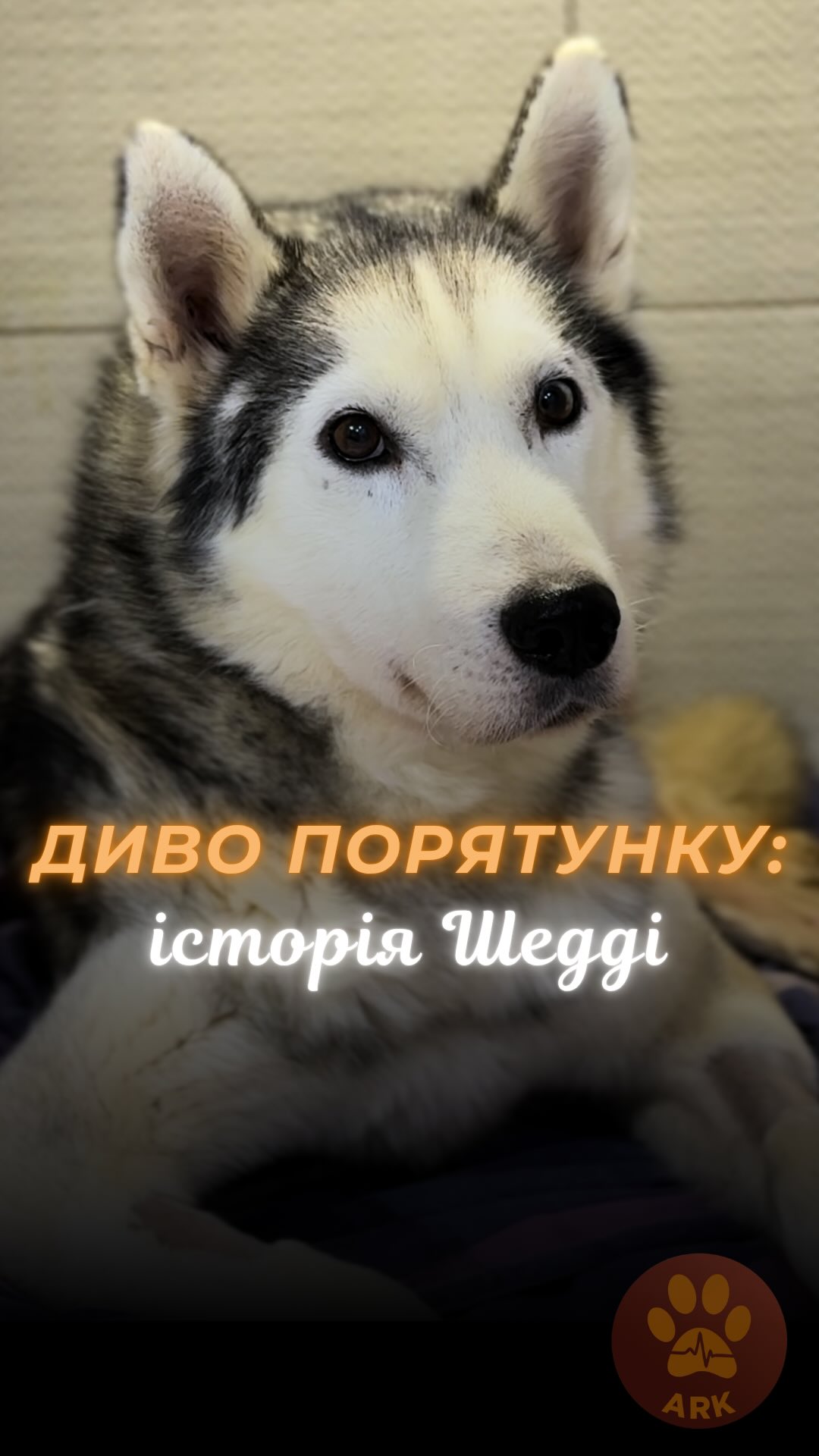 Це збитий машиною хаскі Шедді, за життя якого ми боролися місяць, щоб побачити його ось таким (⬇️ENG)
В такому стані Шедді знайшла жінка на дорозі, і звернулася до нас за допомогою в порятунку.
У Шедді було виявлено перелом тазу та травму хребта.
Тривалий час він довго знаходився на інтенсивній терапії.
За три тижні лікування та догляду у Шедді значно зменшився біль, та він все одно боявся ставати на лапки.
Ми почали робити з ним вправи – обережно водити по стаціонару на рушнику
І ось Шедді зараз! Стоїть на всіх лапках і виляє хвостиком :)
Ми поки що допомагаємо йому підійматися по сходах, але на вулиці – йому дуже подобається гуляти.
Він дуже любить, коли йому приділяють увагу.
І тепер Шедді шукає родину!
Адже коли у тварини зʼявляється родина, це стає її головним сенсом, заради чого жити!
Шедді чекає на свого господаря!
Контактний номер для всиновлення:
+380951021335 (WhatsApp / Viber / Telegram)
Зробити донат можна за посиланням у біо чи в коментарях 👉
This is Sheddy, a husky who was hit by a car — and we fought for his life for a month to see him like this.
A woman found Sheddy in this condition in a frontline town, we brought him to ARK.
Sheddy was diagnosed with a pelvic fracture and a spinal injury.
He suffered from severe pain for a long time and remained in intensive care.
At times, because of the pain and his condition, he refused to eat, and our team had to hand-feed him.
After three weeks of trea