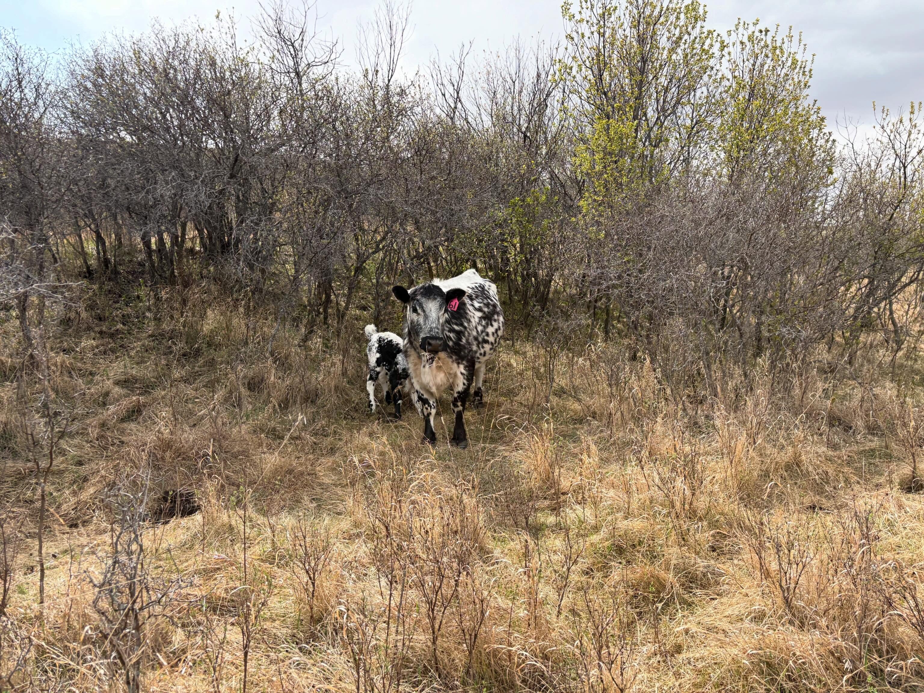 Calving is in full swing around here ! 🐮 One of our favourite times if the year 🌾 ♥️