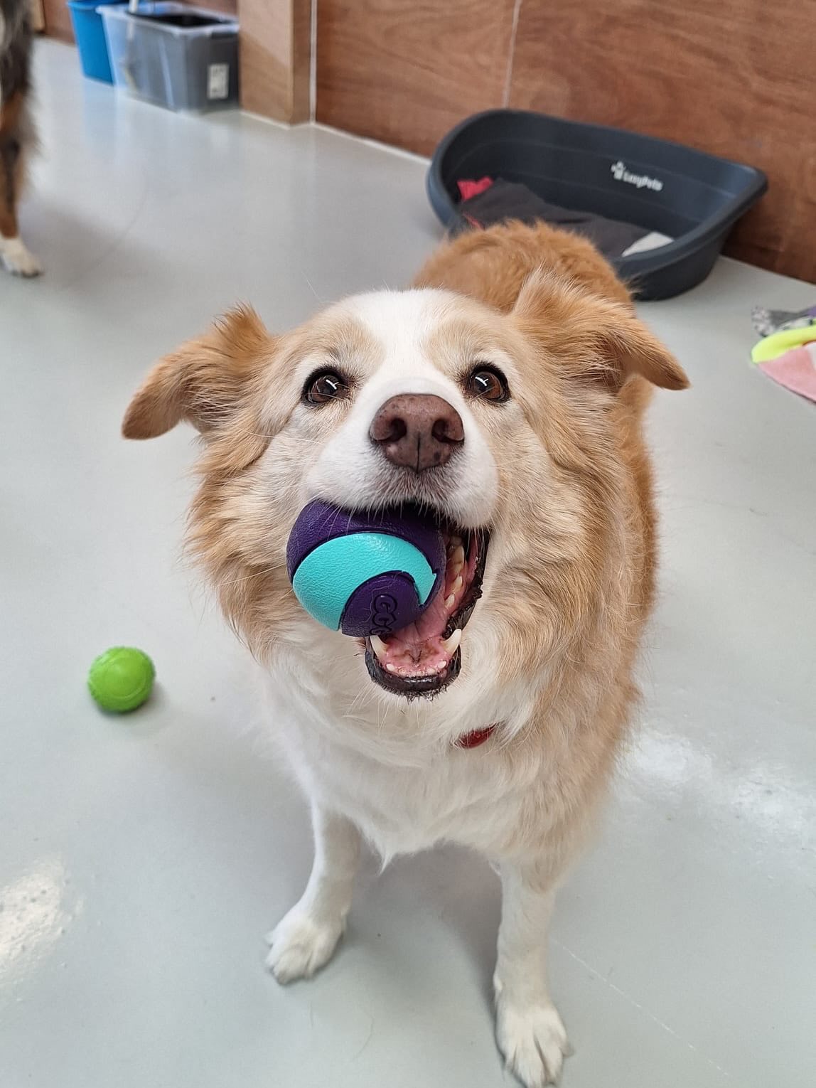 Saturday pups 🥰
.
.
.
.
.
.
#beautifuldogs #cutedogs #dogsofauckland #nzdogs #wooflandnz