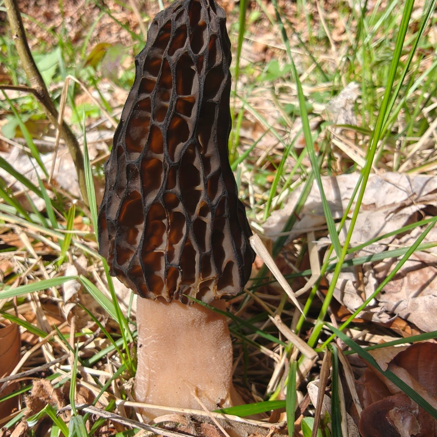 ich suche keine #morcheln mehr. und heute meinte ich zu @kimkueng : irgendwann fallen wir einfach darüber. wir haben das vogelgezwitscher genossen, das frische grün, die frische luft, die pflänzchen mit neuer frühlingskraft. und dann waren sie da. stolz. riesig, wunderschön. mitten auf dem wanderweg. #glück
willst du pilze bestimmen lernen? komm im herbst mit uns mit: #pilztagehasle link in bio.