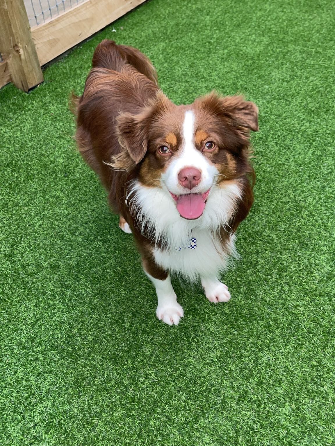 Weekend fun 🥰🐾🐶💛
.
.
.
.
.
.
#dogsofnz #dogsofauckland #doggydaycare #wooflandnz #happydogs