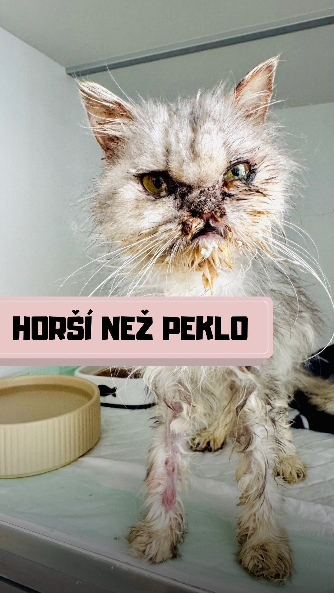 🥀 POŽÍRÁNA ZAŽIVA: TOHLE NENÍ HOROR, ALE REALITA PERSEFONY 🧬😱
Poslední dobou nám připadá, že křičíme do prázdna. Nedaří se nám získat peníze na veterinu a naše prosby jako by mizely v černé díře. Faktury nepočkají a my s hrůzou sledujeme, jak nám naděje pro kočičky protéká mezi prsty a do tohoto zoufalství přišla ona. Persefony.
Představte si, že vás vlastní kůže zaživa požírá. Každý pohyb pálí, každé nadechnutí svědí k zbláznění. 🫣Tohle není scénář z levného filmu. Takhle vypadá každý den kočičky Persefony.
💰 Číslo účtu pro Persefony: 1000900070/5500
Osud k ní nebyl jen nefér – on se na ní vyloženě vyřádil. Přišla k nám ve stavu, kdy se nám tajil dech. Je pokrytá agresivní plísní, která ji doslova rozežírá zaživa. 📉💔 Není to jen „vyrážka“. Je to neviditelný nepřítel, který jí bere kousek po kousku tělo, zatímco ona už nemá sílu ani mňouknout. Je vyčerpaná, zdevastovaná a její tělíčko mele z posledního. 😿✨
🆘 STAŇTE SE JEJÍ NADĚJÍ
Děláme pro ni první poslední. Speciální koupele, drahá antimykotika, kapačky... ale bez vás to neutáhneme. Léčba je běh na neuvěřitelně dlouhou trať a stojí peníze, které nám v tomhle kolotoči záchrany zoufale chybí. 🏥💸
NENECHTE JI V TOM PEKLE SAMOTNOU! 🙏🏻❤️
💰 Číslo účtu pro Persefony: 1000900070/5500
Každá vaše koruna, každé sdílení je pro ni šancí, že tenhle horor skončí a ona se poprvé nadechne bez bolesti. Persefony je bojovnice. Nedovolte, aby tenhle nespravedlivý boj prohrála. 🐾💜